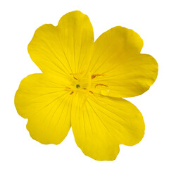 Golden flax, linum flavum flower blossom, isolated image on transparent background