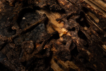 Termites eat wood floor and destroy house.close up.