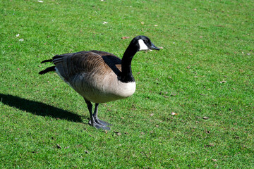Goslings and Canada Geese Next to a Pond 4K UHD. Canada Geese protecting goslings while feeding next to a pond. 4K. UHD. 
