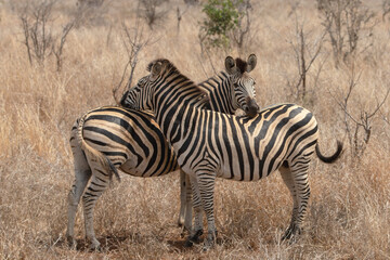 Two zebras in Kruger National Park in South Africa RSA