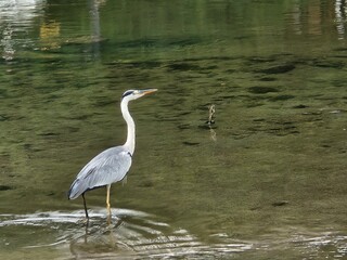  Grey heron
