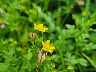 Spreading cinquefoil