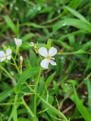 Cardamine pratensis
