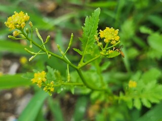  Northern marsh yellowcress