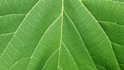 beautiful and detailed green leaf texture