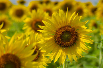 Sunflowers.close up Sunflower field on a clear day.