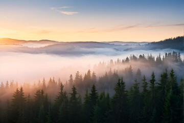 Fototapeta premium spruce forest on mountain hillside in fog at sunrise. autumnal landscape