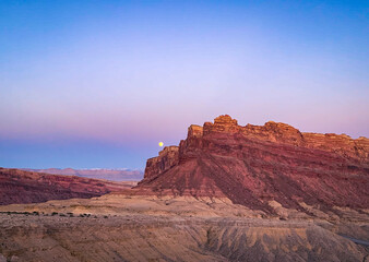 spotted wolf at sunset