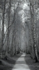 trees are lined up along a path in a black and white photo
