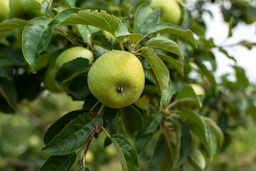 Green apples garden close-up. Juicy bright summer fruits ripen on a branch in the garden. Green...