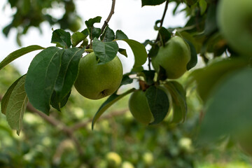 Green apples garden close-up. Juicy bright summer fruits ripen on a branch in the garden. Green young apples on a blurry background of leaves. Vitamins, the concept of healthy nutrition, agriculture