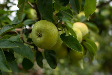 Green apples garden close-up. Juicy bright summer fruits ripen on a branch in the garden. Green young apples on a blurry background of leaves. Vitamins, the concept of healthy nutrition, agriculture
