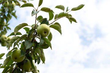Green apples garden close-up. Juicy bright summer fruits ripen on a branch in the garden. Green young apples on a blurry background of leaves. Vitamins, the concept of healthy nutrition, agriculture