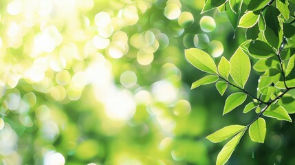 Blurred Nature with Green Bokeh. Fresh Spring/Summer Leaves and Sun Flares