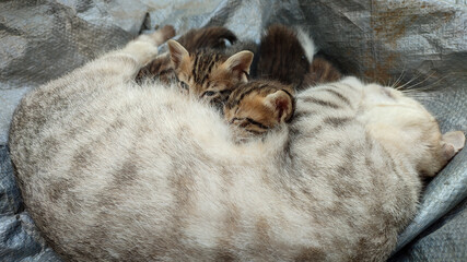 Cute local kittens are suckling from their mother lying on a tarpaulin