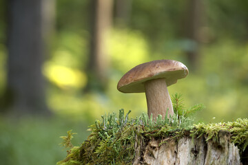 Porcini mushroom growing on mossy tree stump in a forest with blurred background