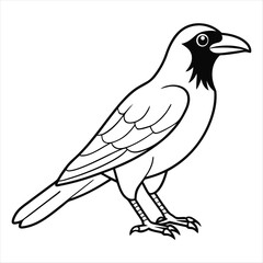 Fototapeta premium A Crow Vector Art Illustration