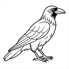 Fototapeta premium A Crow Vector Art Illustration