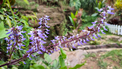Small purple flowers of the Coleus scutellarioides (L.) Benth plant with purple leaves and subtle curves on the edges