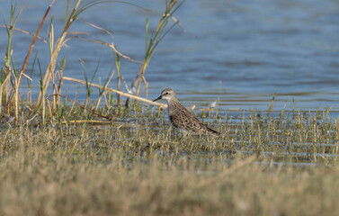 Little stint wading in water. Bird background.
