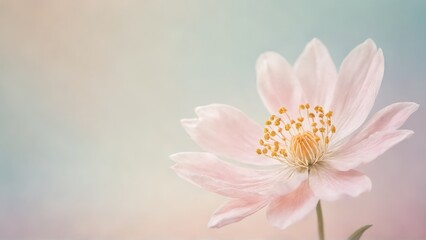 Obraz premium A delicate soft pink flower in close-up with gently blurred pastel background, capturing the intricate details of the petals and stamens in a dreamy and serene atmosphere.