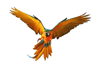 Colorful flying Blue and Gold Macaw parrot isolated on transparent background png file © Passakorn