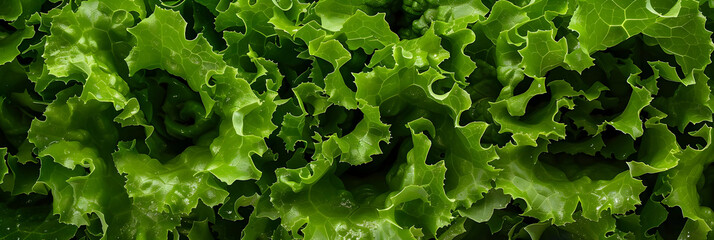 Green Leaf Lettuce Close Up -  Fresh, Organic, and Delicious