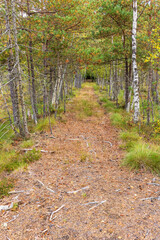 Fototapeta premium Old dirt road in a forest at bog in autumn