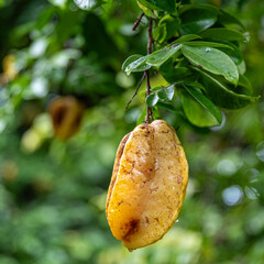 Starfruit growing in tropical north Queensland, Australia