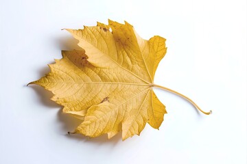 yellow autumn leaf isolated on white background