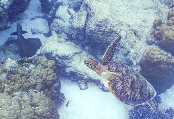 A green sea turtle (Chelonia Mydas) swimming amongst coral on the Great Barrier Reef, Australia