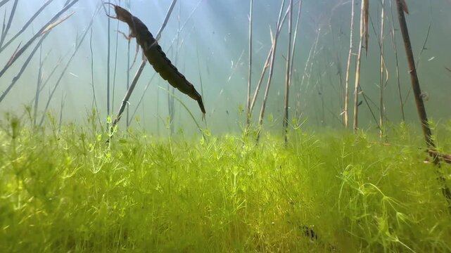 Great diving beetle (Dytiscus marginalis) larva at the bottom of small pond, underwater footage, Estonia.