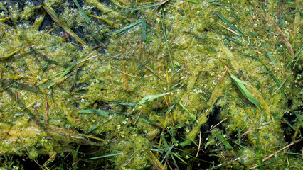 Moss on water
