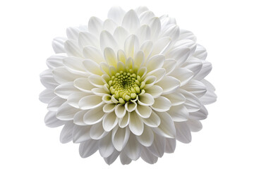 White Chrysanthemum Flower.