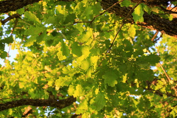 green oak leaves hanging from the branches photographed against the evening yellow light. oak tree branch with green leaves in summer