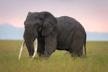 Fototapeta premium African bush elephant stands displaying giant tusks