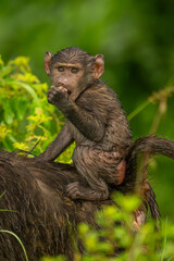 Baby olive baboon on mother biting fist