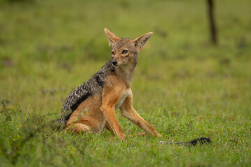 Black-backed jackal sits on grass turning head