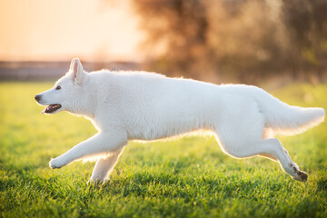 Obraz premium Shepherd dog in sunset light