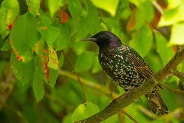 Bird on a tree. The common starling (Sturnus vulgaris)
