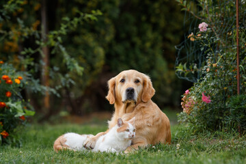 adult golden retriever dog with red cat lying in an embrace on the grass. Friendship between cats and dogs