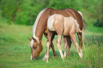Fototapeta premium Cream horses on pasture