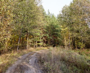 Dense forest against the sky. Beautiful landscape of trees and road in the forest