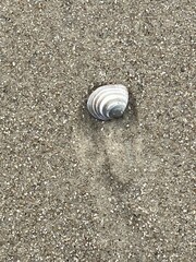Eine Muschel am Strand der Nordseeinsel Juist