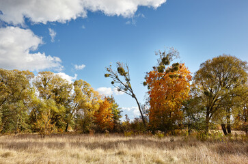 Dense forest against the sky and meadows. Beautiful landscape of a row of trees and blue sky background