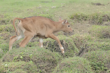A young Javanese cow is vigilantly monitoring its surroundings. This mammal has the scientific name Bos javanicus.