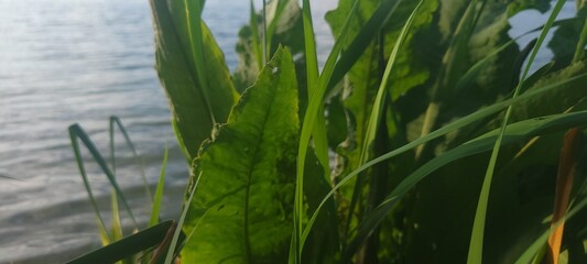 Green leaves close-up on the lake shore.
Photo in eco style, suitable for designing web pages related to nature