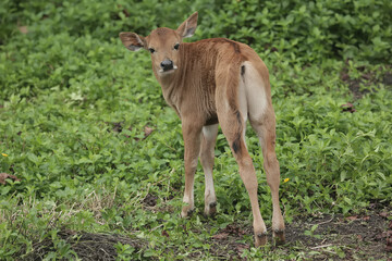 A young Javanese cow is vigilantly monitoring its surroundings. This mammal has the scientific name Bos javanicus.