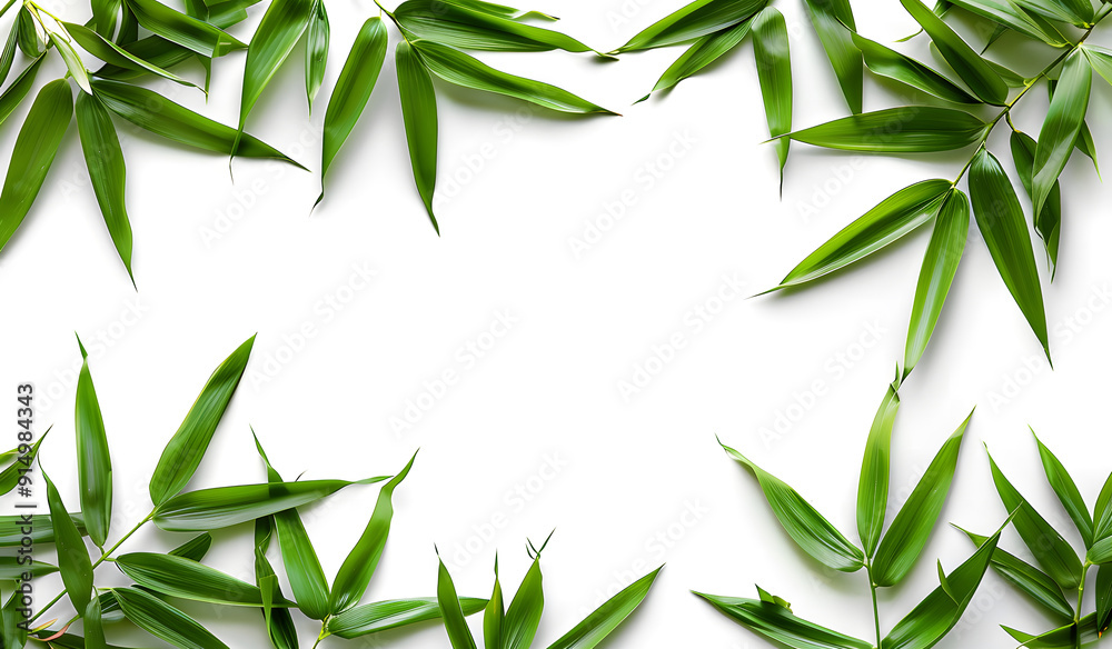 Fototapete Green bamboo with leaves isolated on a white background with clipping path and full depth of field isolated on a white background, design