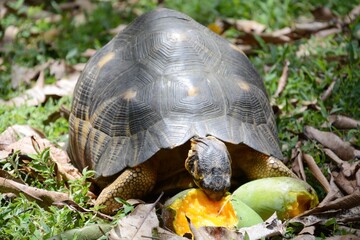Seychellen-Riesenschildkröten, Riesen Schildkröten auf Seychellen. Schildkröte isst Mangos 